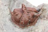 Red Cyphaspides Trilobite - Hmar Laghdad, Morocco #283753-4
